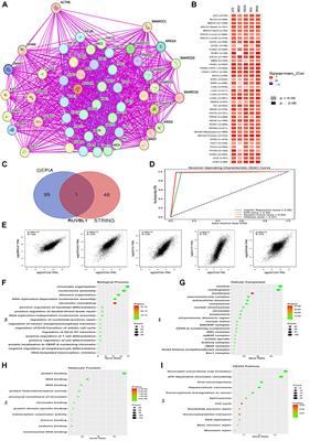 ACTL6A: unraveling its prognostic impact and paving the way for targeted therapeutics in carcinogenesis